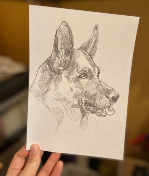 German Shepherd Pencil Drawing
