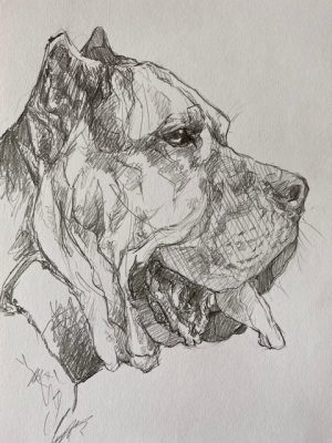 Presa Canario – A5