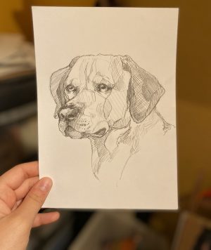 Labrador Retriever – A5