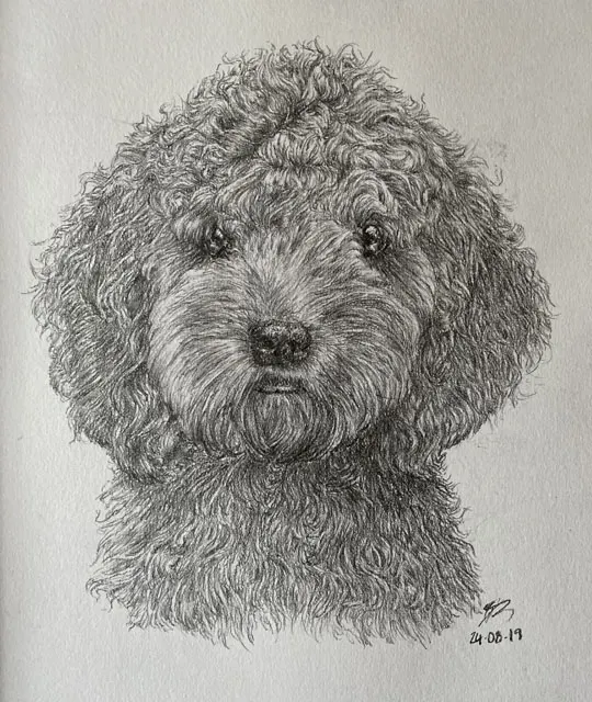 pencil drawing pet portraits