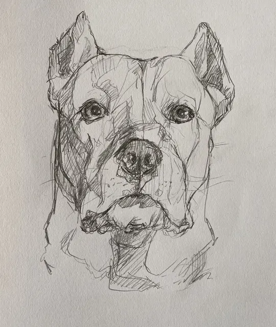 pencil sketch dogo argentino